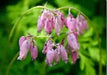Bleeding heart,(bareroot/ PLANT) perennial flowers - Caribbean garden seed