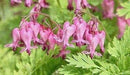 Bleeding heart,(bareroot/ PLANT) perennial flowers - Caribbean garden seed
