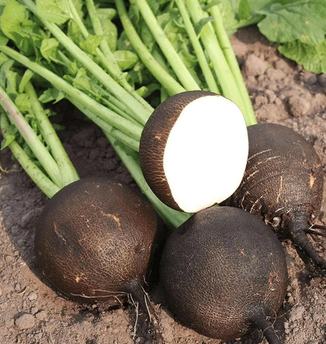 BLACK RADISH SEEDS,  HIRLOOM Vegetable, SPANISH RADISH - Caribbean garden seed