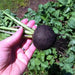 BLACK RADISH SEEDS,  HIRLOOM Vegetable, SPANISH RADISH - Caribbean garden seed