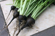 BLACK RADISH SEEDS,  HIRLOOM Vegetable, SPANISH RADISH - Caribbean garden seed