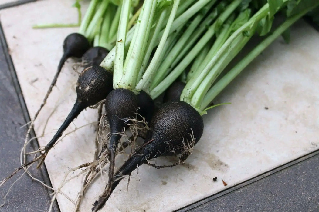 BLACK RADISH SEEDS,  HIRLOOM Vegetable, SPANISH RADISH - Caribbean garden seed