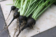 BLACK RADISH SEEDS,  HIRLOOM Vegetable, SPANISH RADISH - Caribbean garden seed