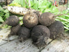 BLACK RADISH SEEDS,  HIRLOOM Vegetable, SPANISH RADISH - Caribbean garden seed