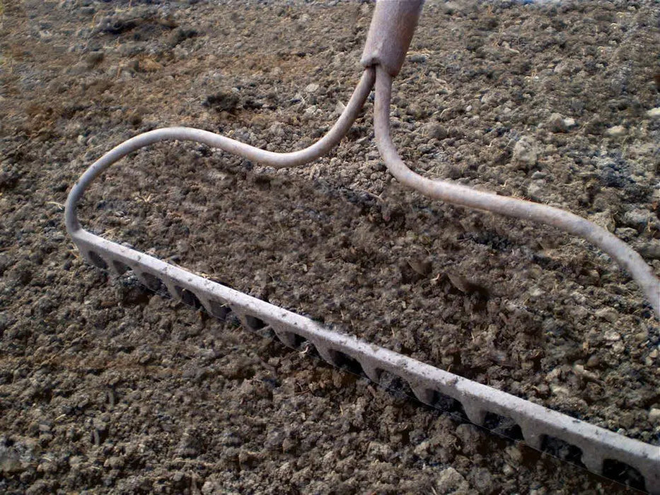 BLACK RADISH SEEDS,  HIRLOOM Vegetable, SPANISH RADISH - Caribbean garden seed