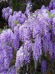 Blue Chinese Wisteria Seeds - Perennial climbing vine.