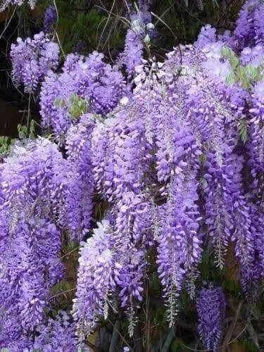 Blue Chinese Wisteria Seeds - Perennial climbing vine.