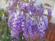 Blue Chinese Wisteria Seeds - Perennial climbing vine.