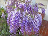 Blue Chinese Wisteria Seeds - Perennial climbing vine.