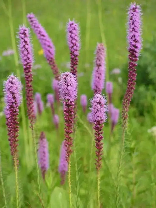 Blazing Star Seed ,Perennial Flowers ! - Caribbean garden seed