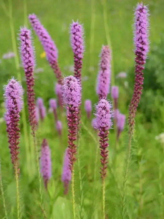 Blazing Star Seed ,Perennial Flowers ! - Caribbean garden seed