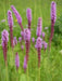 Blazing Star Seed ,Perennial Flowers ! - Caribbean garden seed