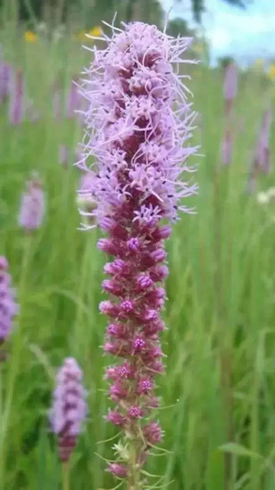 Blazing Star Seed ,Perennial Flowers ! - Caribbean garden seed