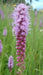 Blazing Star Seed ,Perennial Flowers ! - Caribbean garden seed
