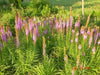Blazing Star Seed ,Perennial Flowers ! - Caribbean garden seed