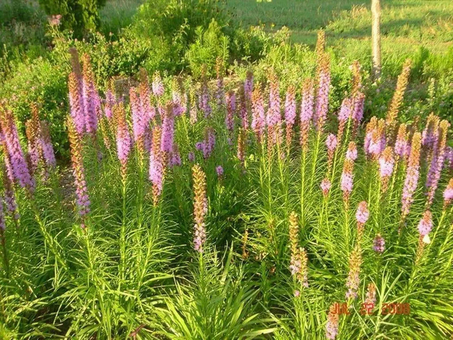 Blazing Star Seed ,Perennial Flowers ! - Caribbean garden seed