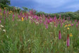 Blazing Star Seed ,Perennial Flowers ! - Caribbean garden seed