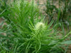 Blazing Star Seed ,Perennial Flowers ! - Caribbean garden seed