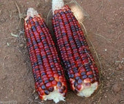 BLOODY BUTCHER ,CORN SEED- Organically Grown, Heirloom, Untreated.