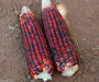 BLOODY BUTCHER ,CORN SEED- Organically Grown, Heirloom, Untreated.