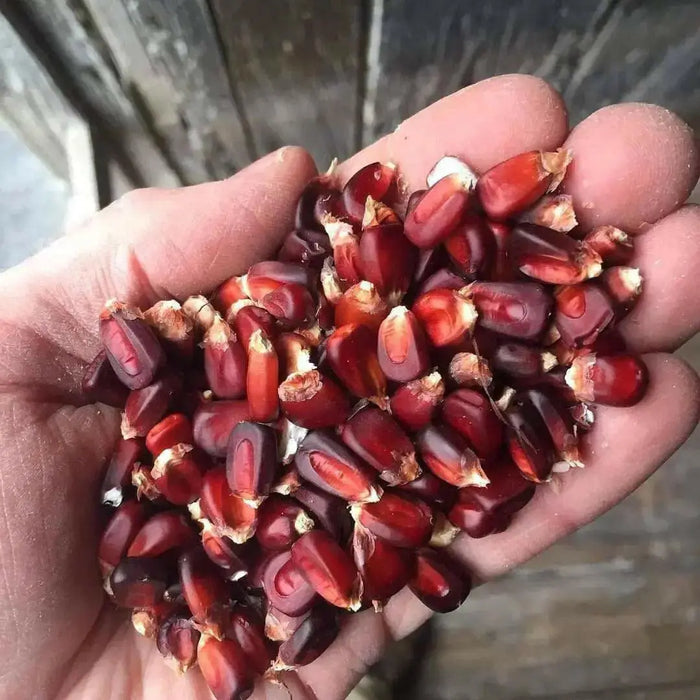 BLOODY BUTCHER ,CORN SEED- Organically Grown, Heirloom, Untreated.