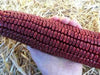 BLOODY BUTCHER ,CORN SEED- Organically Grown, Heirloom, Untreated.