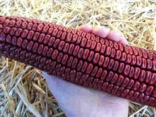 BLOODY BUTCHER ,CORN SEED- Organically Grown, Heirloom, Untreated.