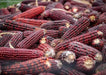 BLOODY BUTCHER ,CORN SEED- Organically Grown, Heirloom, Untreated.