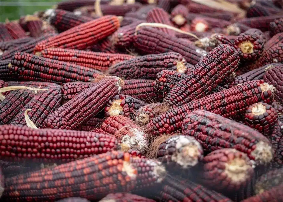 BLOODY BUTCHER ,CORN SEED- Organically Grown, Heirloom, Untreated.