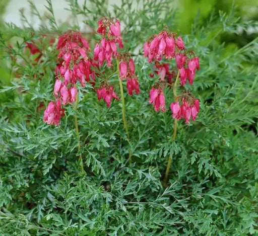 Bleeding Heart,Stuart Boothman (BAREROOT/PLANT) PERENNIAL FLOWERS - Caribbean garden seed