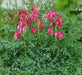 Bleeding Heart,Stuart Boothman (BAREROOT/PLANT) PERENNIAL FLOWERS - Caribbean garden seed