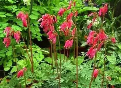 Bleeding Heart,Stuart Boothman (BAREROOT/PLANT) PERENNIAL FLOWERS - Caribbean garden seed