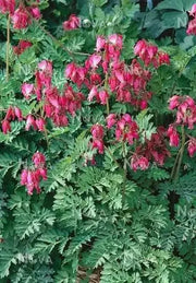 Bleeding Heart,Stuart Boothman (BAREROOT/PLANT) PERENNIAL FLOWERS - Caribbean garden seed
