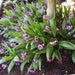Bletilla striata ( rhizomes) Chinese ground orchid - Caribbean garden seed
