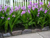 Bletilla striata ( rhizomes) Chinese ground orchid - Caribbean garden seed