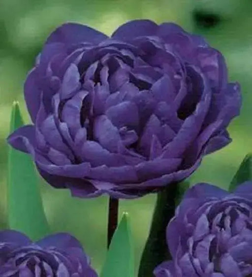 Blue Diamond Tulip BULBS,   Double Late ,FALL PLANTING - Caribbean garden seed