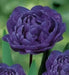 Blue Diamond Tulip BULBS,   Double Late ,FALL PLANTING - Caribbean garden seed