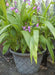 Bletilla striata ( rhizomes) Chinese ground orchid - Caribbean garden seed