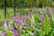 Bletilla striata ( rhizomes) Chinese ground orchid - Caribbean garden seed