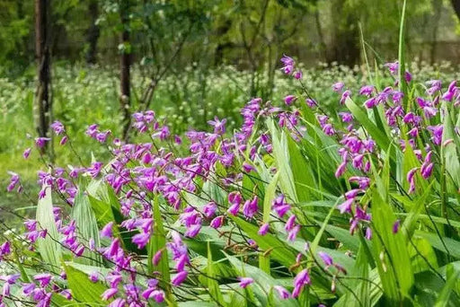 Bletilla striata ( rhizomes) Chinese ground orchid - Caribbean garden seed