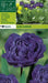 Blue Diamond Tulip BULBS,   Double Late ,FALL PLANTING - Caribbean garden seed