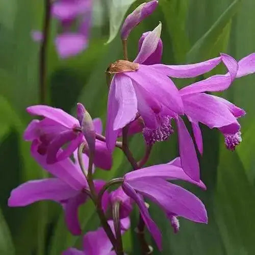 Bletilla striata ( rhizomes) Chinese ground orchid - Caribbean garden seed