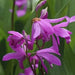 Bletilla striata ( rhizomes) Chinese ground orchid - Caribbean garden seed