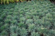 Blue Hair Ornamental Grass  - Koeleria Glauca - 30 Seed- Perennial.
