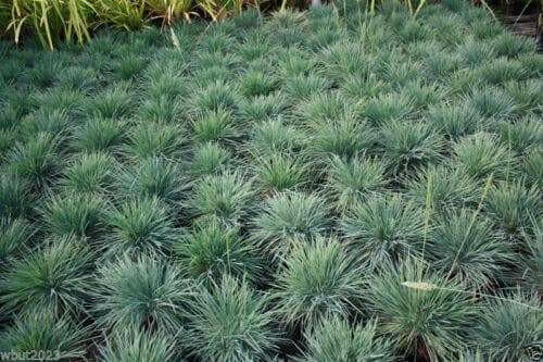 Blue Hair Ornamental Grass  - Koeleria Glauca - 30 Seed- Perennial.