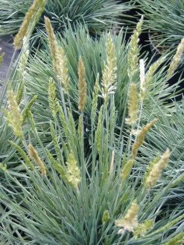 Blue Hair Ornamental Grass  - Koeleria Glauca - 30 Seed- Perennial.