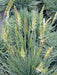 Blue Hair Ornamental Grass  - Koeleria Glauca - 30 Seed- Perennial.