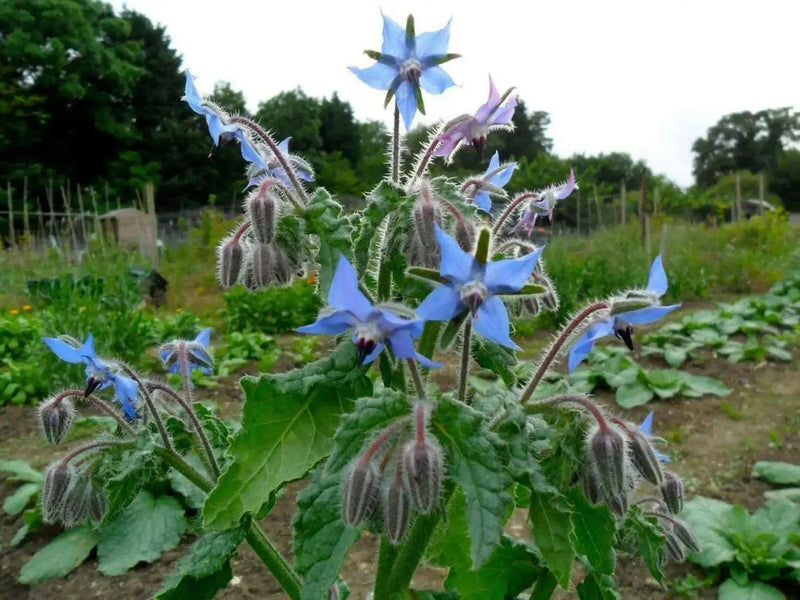 Blue Borage Herb Seeds - Caribbean garden seed