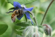 Blue Borage Herb Seeds - Caribbean garden seed
