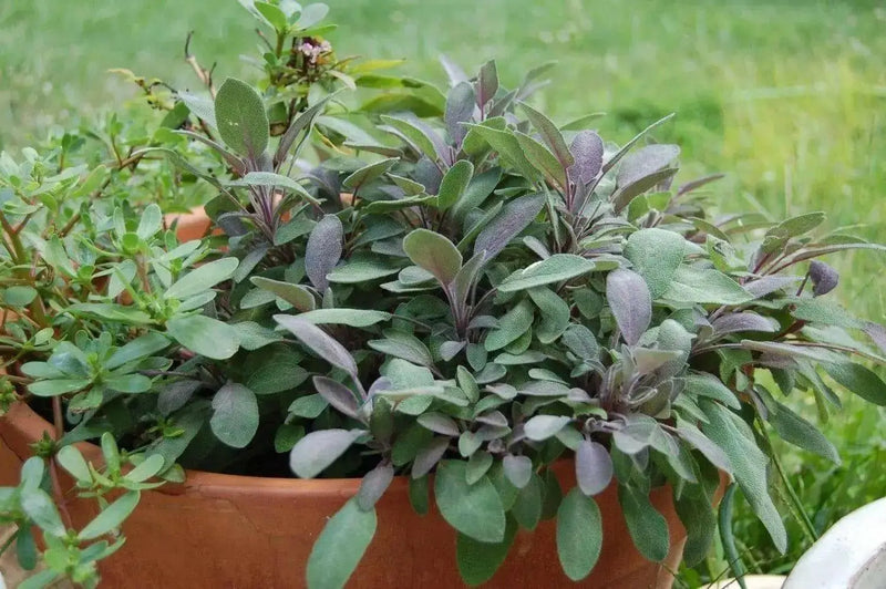 Blue Borage Herb Seeds - Caribbean garden seed